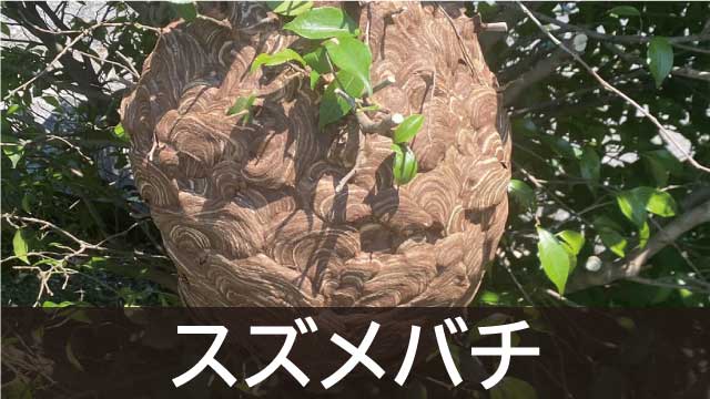スズメバチ