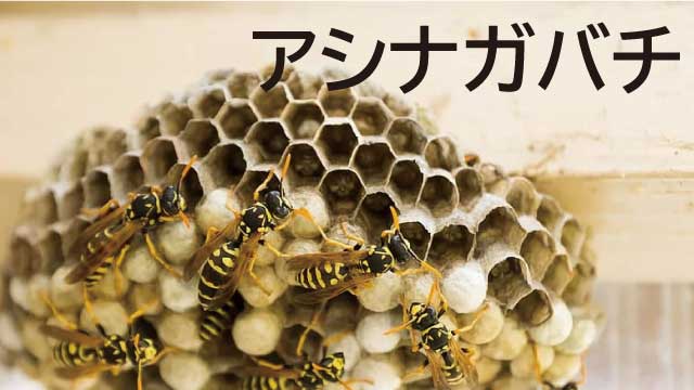 アシナガバチ