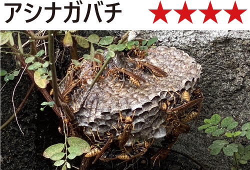 アシナガバチ
