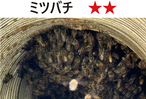ミツバチ