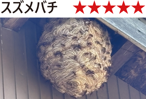 スズメバチ